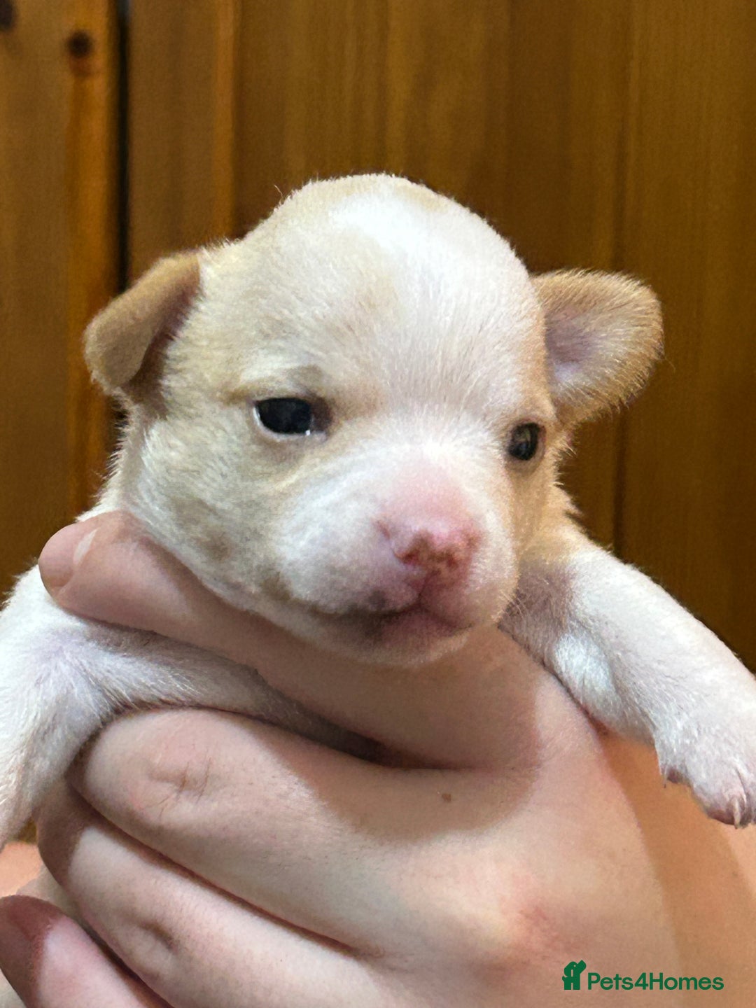 Chihuahua dogs for sale: Puppy  - Image 4