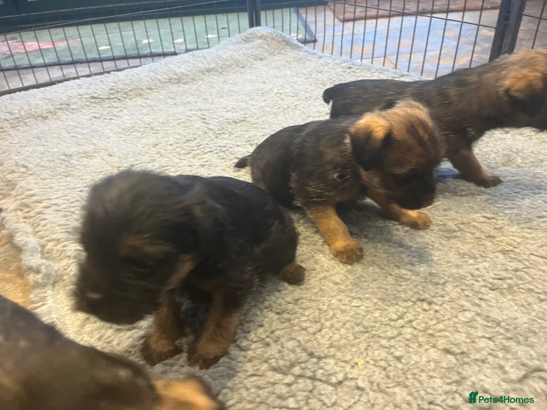Border Terrier dogs for sale: Beautiful Border Terrier puppies  - Advert 3