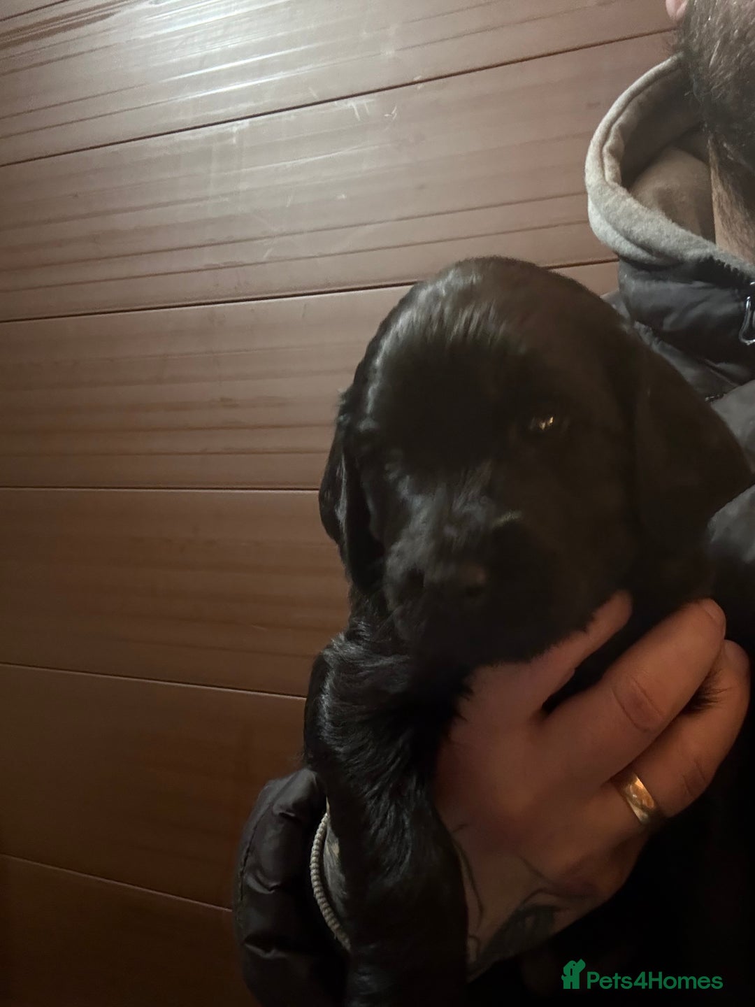 Goldendoodle dogs for sale: Health tested F1 Goldendoodle puppies  - Advert 27