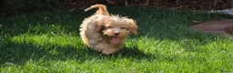 Cavapoo dogs for sale: Toy Cavapoo Puppy, Exceptionally Well Socialised - Advert 10