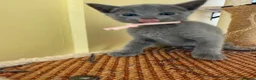 Russian Blue cats for sale: TICA REGISTERED Pure Breed Russian Blue Kittens - Advert 10