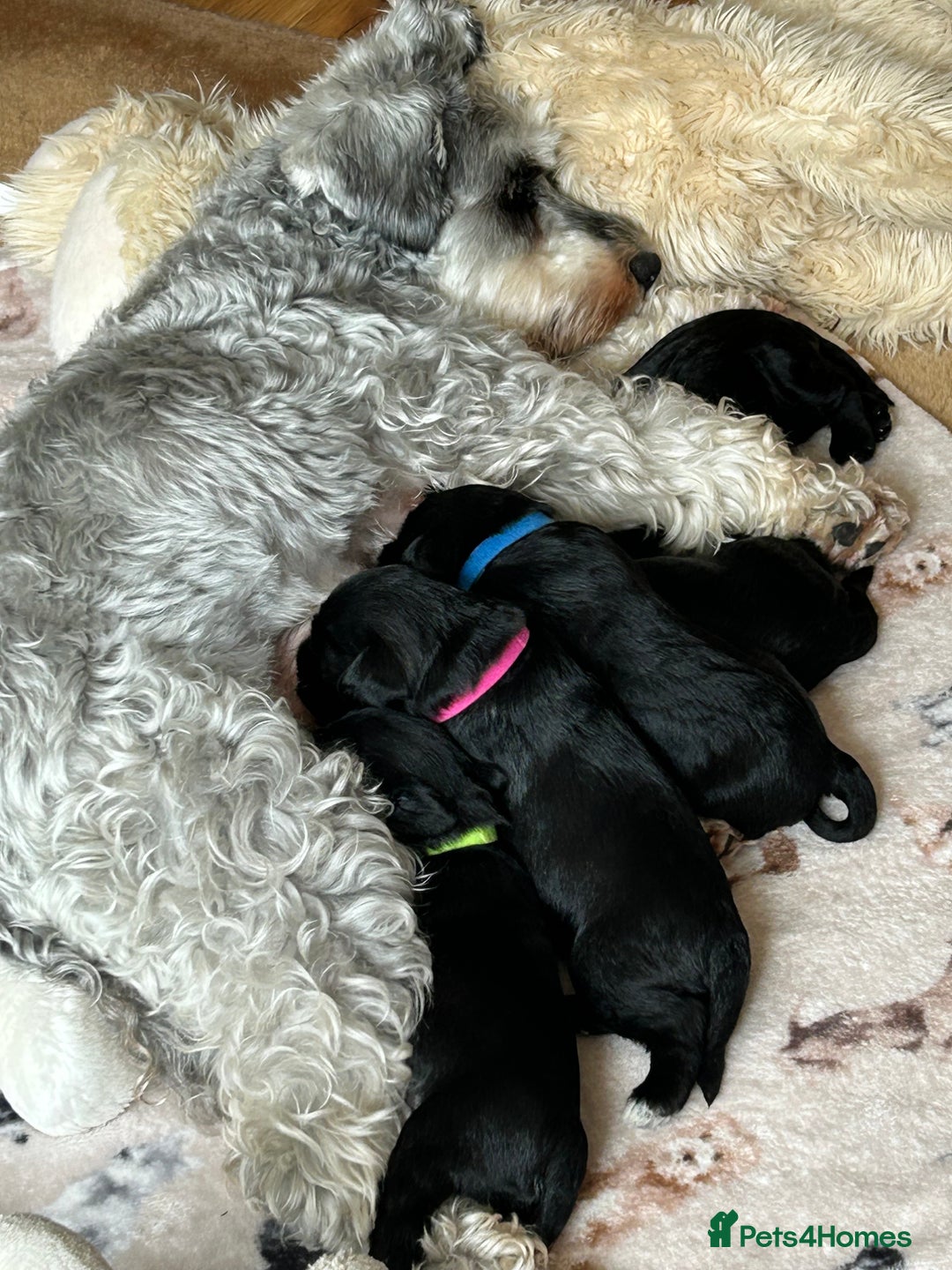 Miniature Schnauzer dogs for sale: KC registered Miniature Schnauzers lovingly reared - Image 8