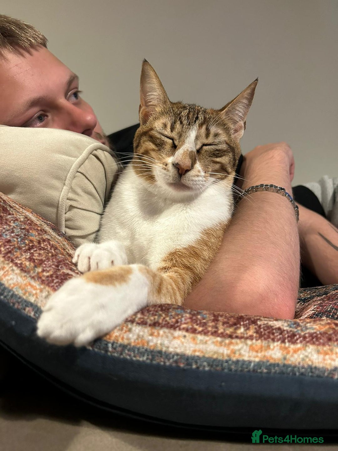 Mixed Breed cats for adoption: Indoor cuddke bug Daisy  - Image 1