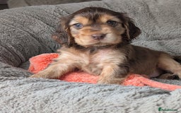 Cocker Spaniel dogs for sale: K C Reg, Show Cocker pups - Image 2