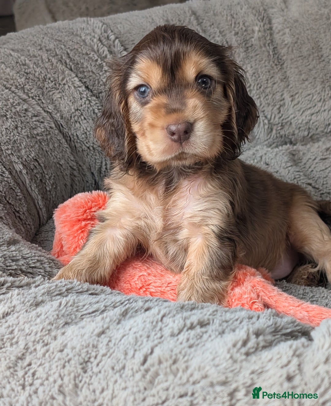 Cocker Spaniel dogs for sale: K C Reg, Show Cocker pups - Image 2