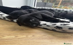 Labrador Retriever dogs for sale: ONLY 2 FEMALES LEFT ready to go  - Image 6