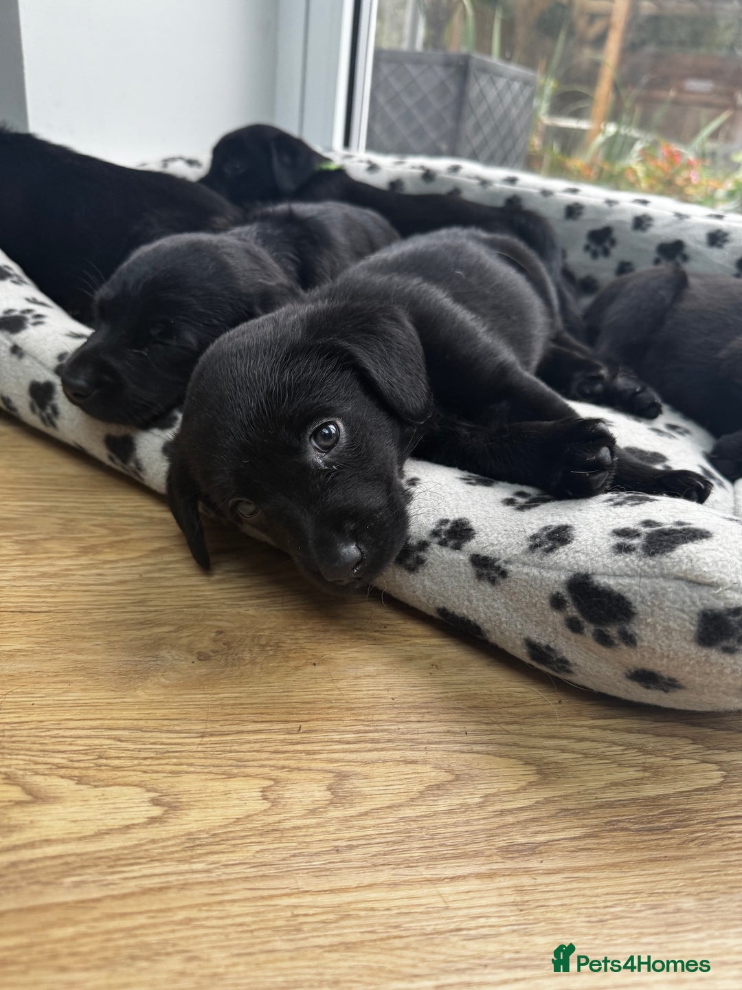 Labrador Retriever dogs for sale: ONLY 2 FEMALES LEFT ready to go  - Image 6