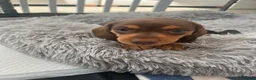 Miniature Dachshund dogs for sale: KC registered female puppies - Advert 6
