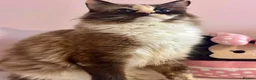 Ragdoll cats for sale: Full TICA Reg Ragdolls - Advert 4