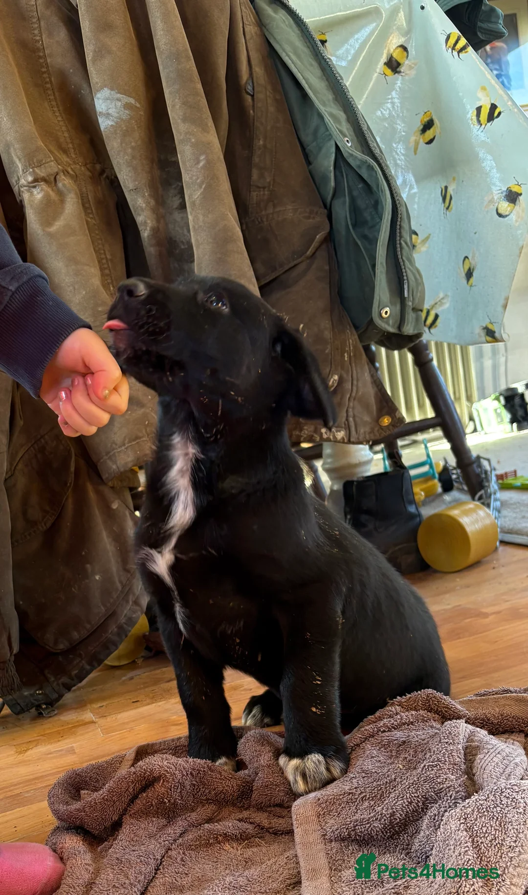 Borador dogs for sale: Beautiful Collie x Labrador puppies  - Advert 9