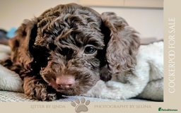 Cockapoo dogs for sale: 5 males, 7 week old Cockerpoo for sale  - Image 5