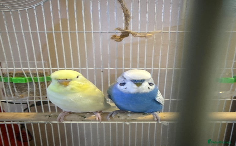 Budgerigars birds - Advert 1
