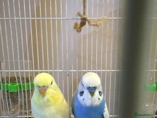 Budgerigars birds - Advert 27