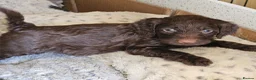 Cockapoo dogs for sale: F1 Cockapoo  - Advert 10