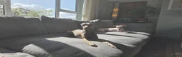 Italian Greyhound dogs for sale: Stunning Italian Greyhound Puppies  - Advert 3