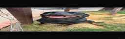 Rottweiler dogs for sale: Our beloved Lola is looking for a forever home!   - Advert 2