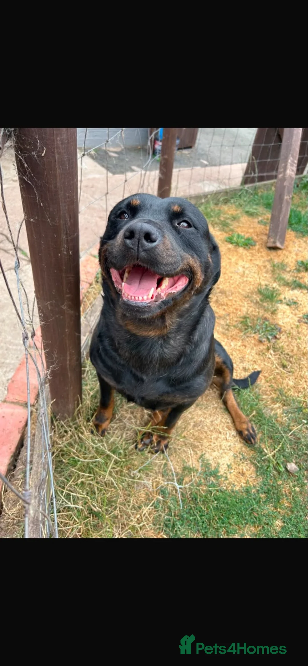 Rottweiler dogs for sale: Our beloved Lola is looking for a forever home!   - Advert 2