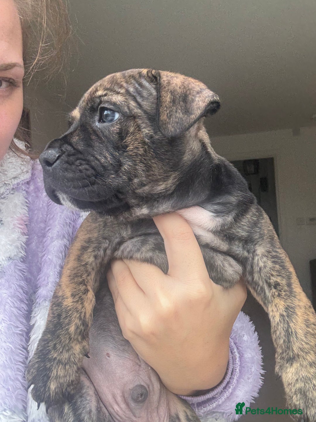 Staffordshire Bull Terrier dogs for sale: 🐾 Beautiful Staffordshire Puppies for Sale 🐾 - Image 12