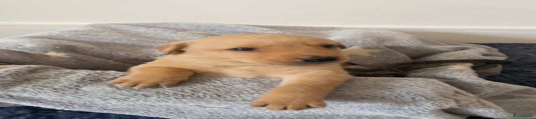 Labrador Retriever Puppy 9