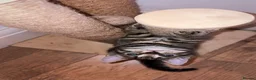 Mixed Breed cats for sale: Stunning male kitten  - Advert 12