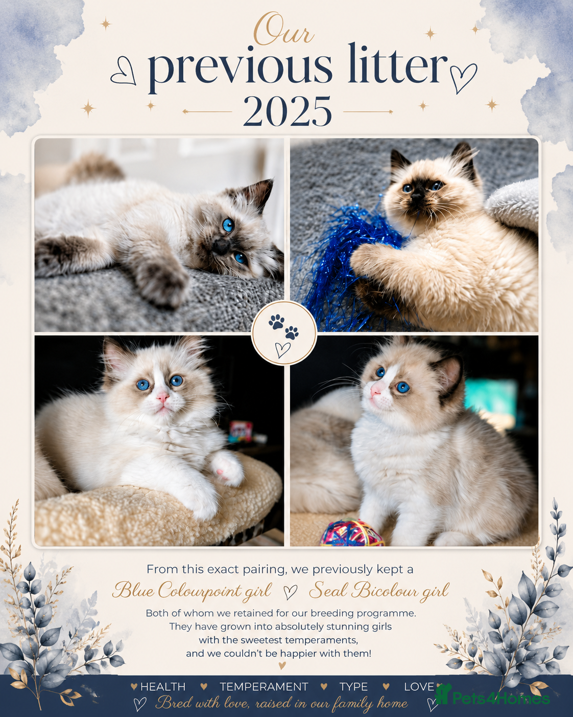 Ragdoll cats for sale: Ragdoll Kittens - Advert 5