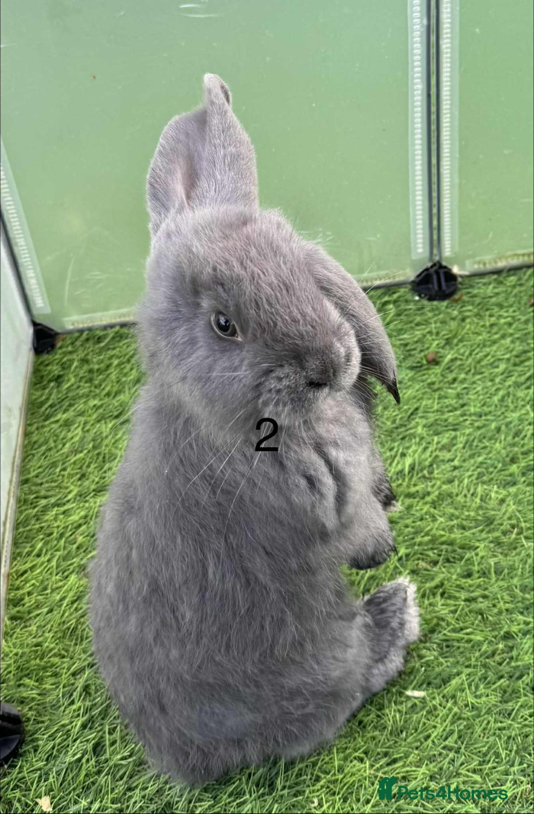 French Lop rabbits for sale: French lop - Advert 2