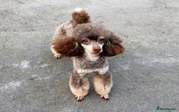 Mixed Breed dogs for sale: ABSOLUTELY STUNNING FOXYPOO PUPPIES - Image 12