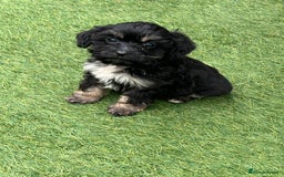 Cavapoo dogs for sale: Ready now Cavapoo puppies for sale  - Image 7