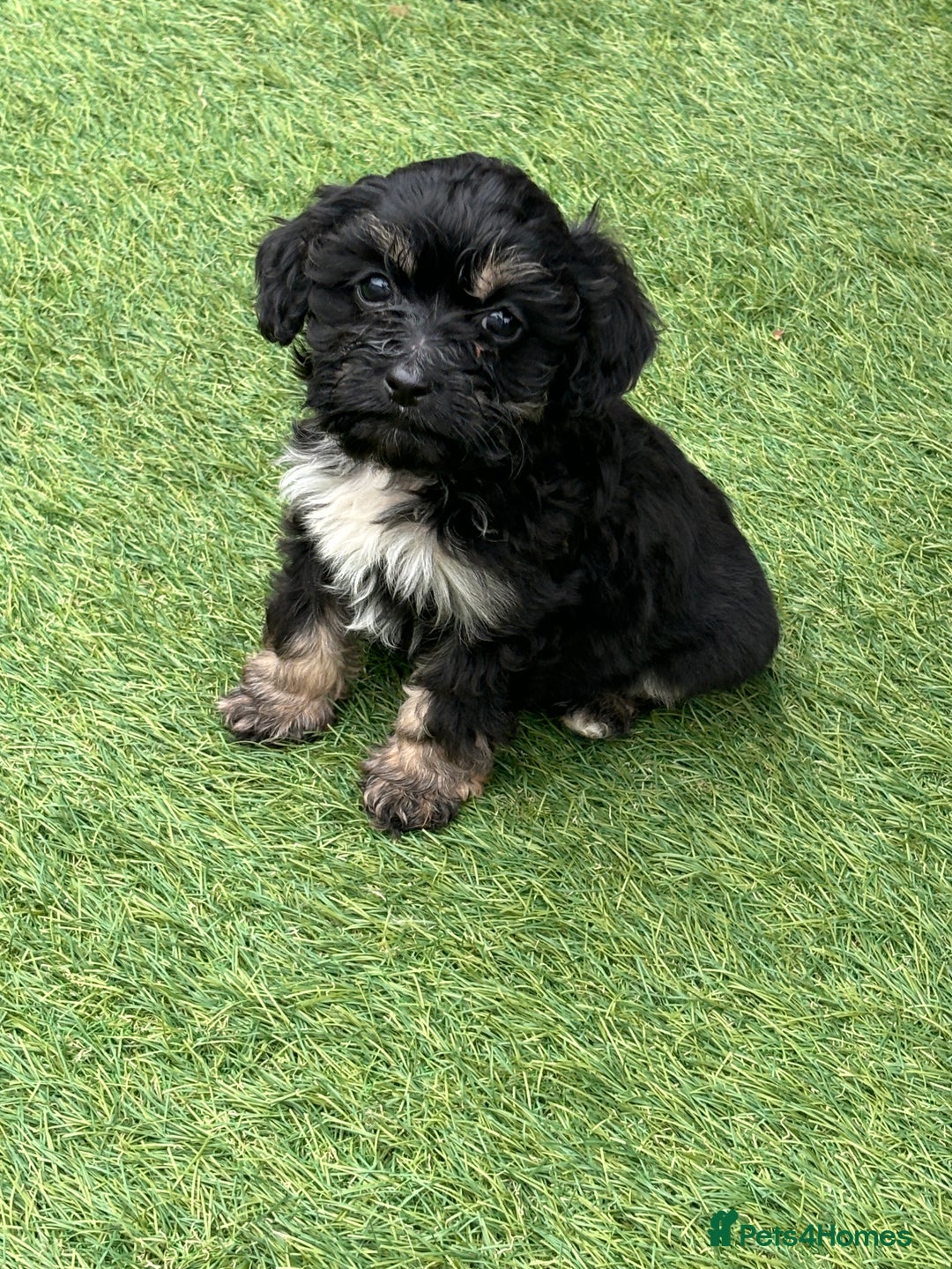 Cavapoo dogs for sale: Ready now Cavapoo puppies for sale  - Image 7
