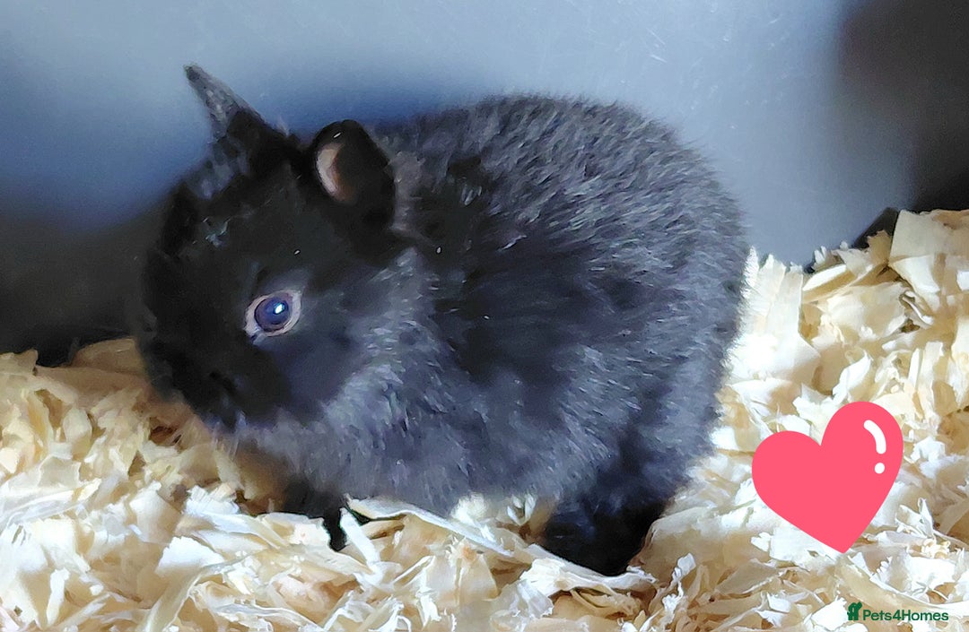 Netherland Dwarf rabbits for sale: Netherland dwarf BLACK & A CHOC BUCK  TO RESERVE  - Advert 4