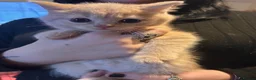 British Shorthair cats for sale: Gorgeous British shorthair kittens - Advert 4