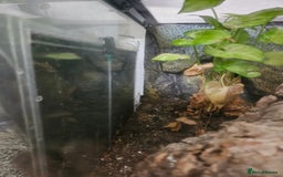 Gecko reptiles for sale: Crested gecko  - Image 4