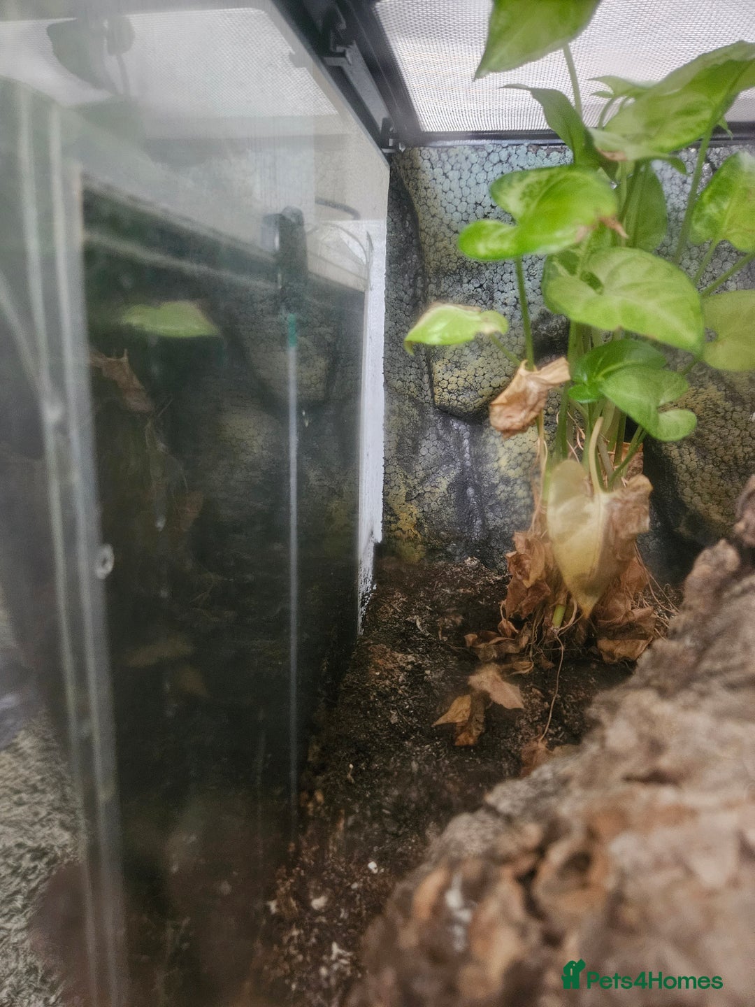 Gecko reptiles for sale: Crested gecko  - Image 4