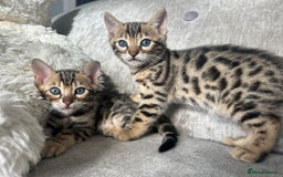 Bengal cats for sale: Stunning Bengal Kittens - TICA Registered - Image 16