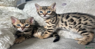 Bengal cats - Advert 20