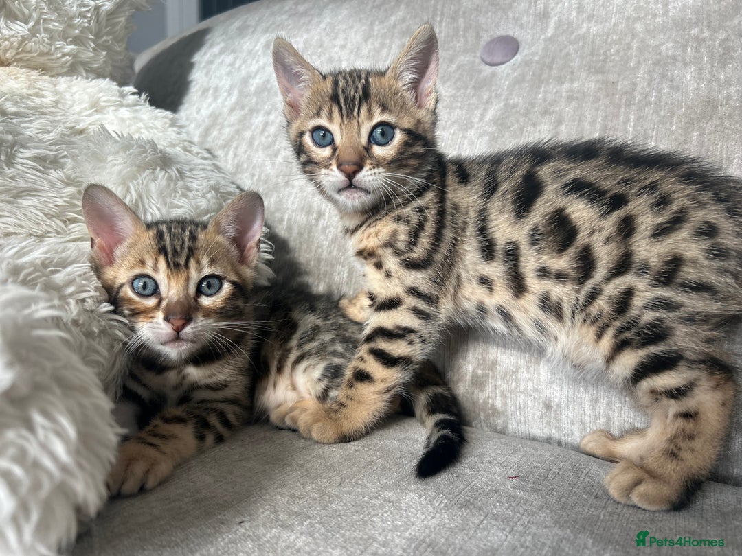 Bengal cats for sale: Stunning Bengal Kittens - TICA Registered - Image 16
