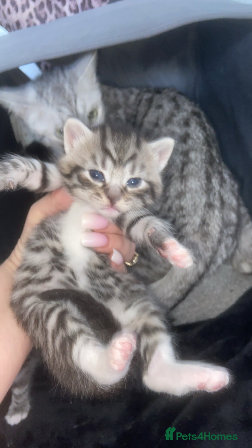 Mixed Breed cats 5 x Stunning Bengal Mixed Kittens for sale  - Advert 2