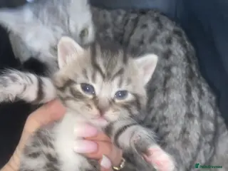Mixed Breed cats 5 x Stunning Bengal Mixed Kittens for sale - Advert 2
