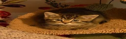 British Shorthair cats for sale: 4 beautiful British shorthairs  - Advert 8