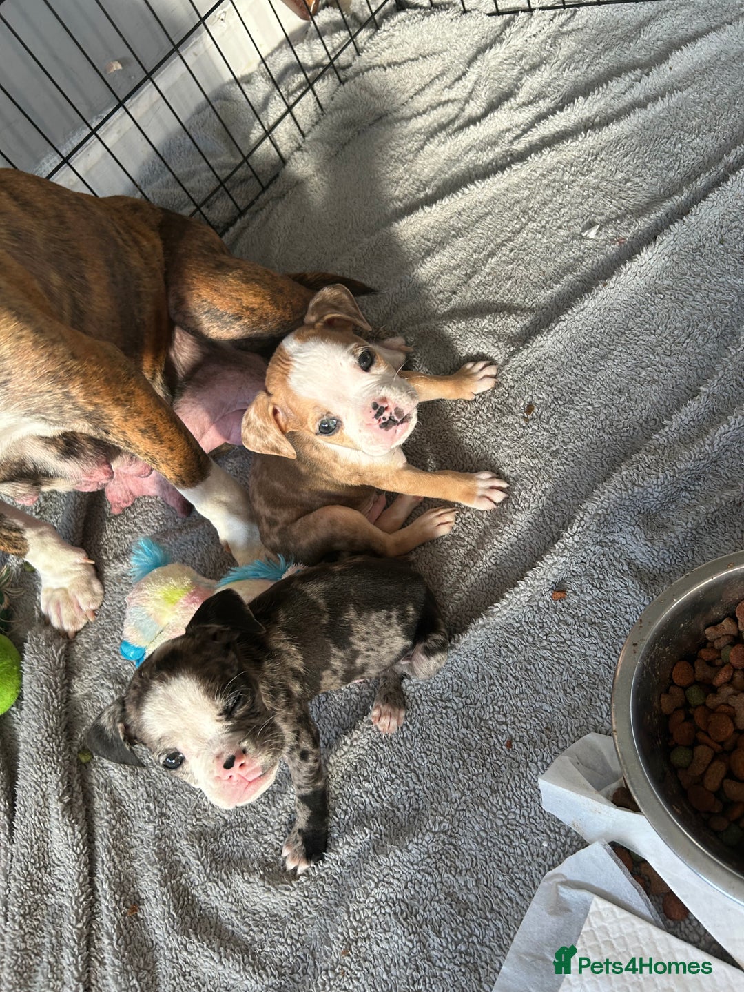 Old Tyme Bulldog dogs for sale: Beautiful old tyme bulldogs  - Image 6