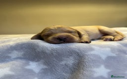 Cockapoo dogs for sale: Stunning f1b cockapoo puppies!!  - Image 4