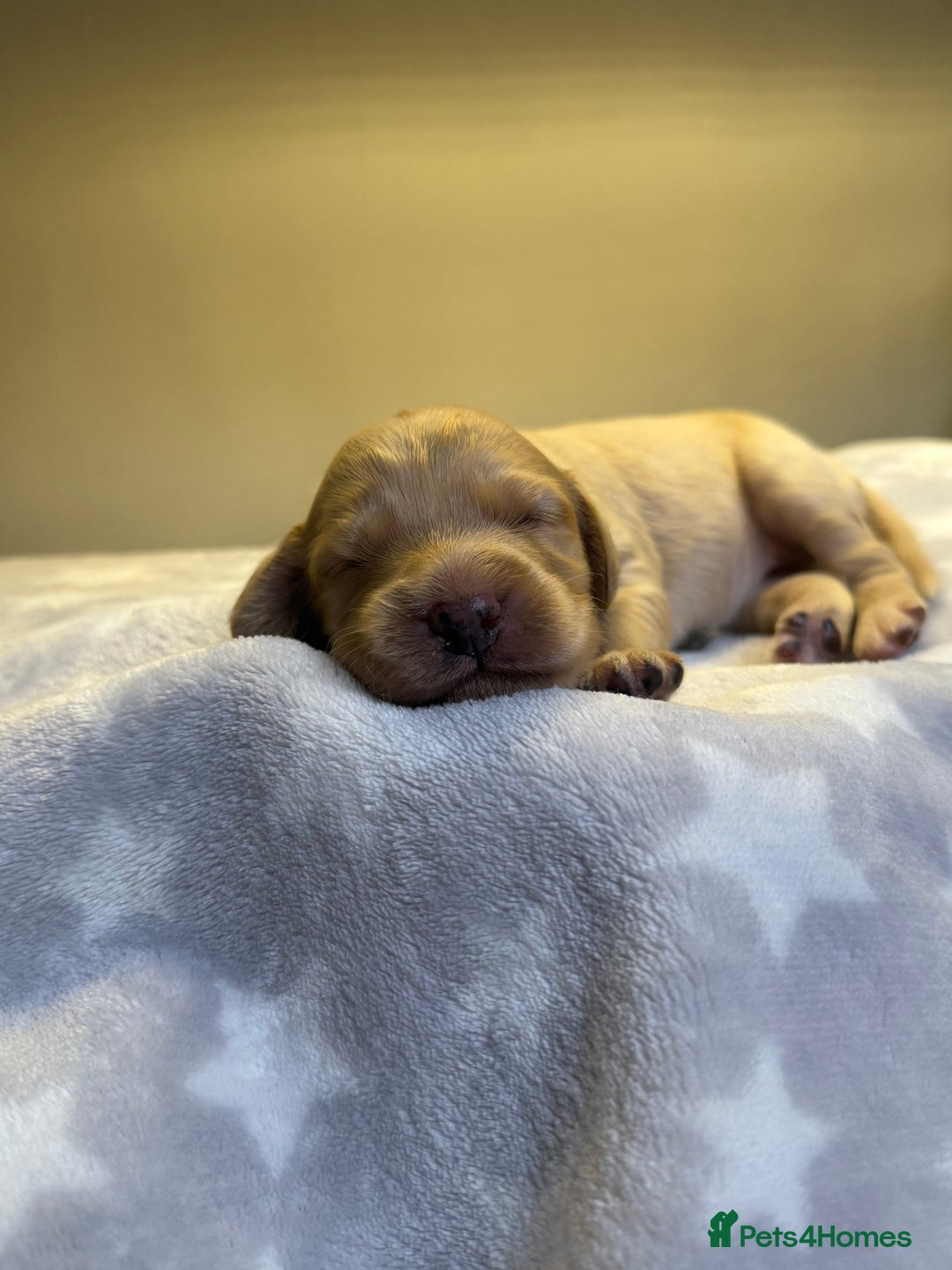 Cockapoo dogs for sale: Stunning f1b cockapoo puppies!!  - Image 4