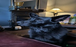 German Shepherd dogs for stud: Beautiful Black German Shepherd  in Sutton Coldfield - Image 2