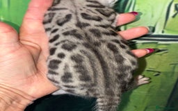 Bengal cats for sale: Beechwood Bengals  stunning SILVER kittens - Image 4