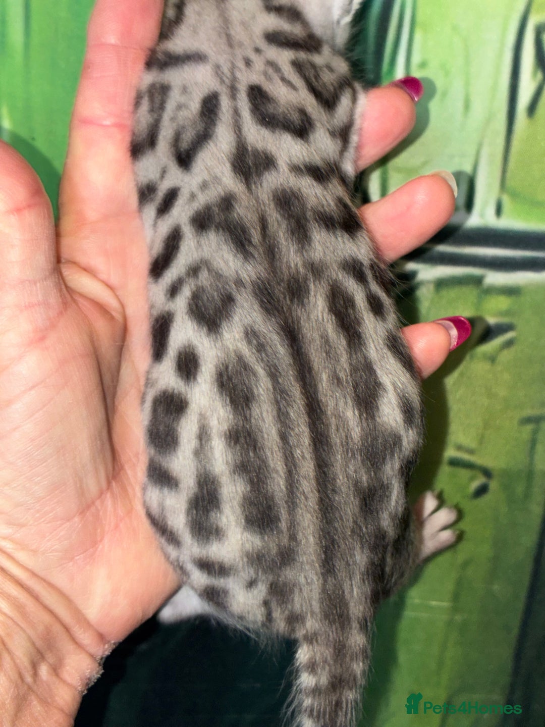 Bengal cats for sale: Beechwood Bengals  stunning SILVER kittens - Image 4