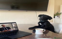 Mixed Breed dogs for sale: 8 Month Old Cocker Spanial x German Shepard Bruno - Image 1