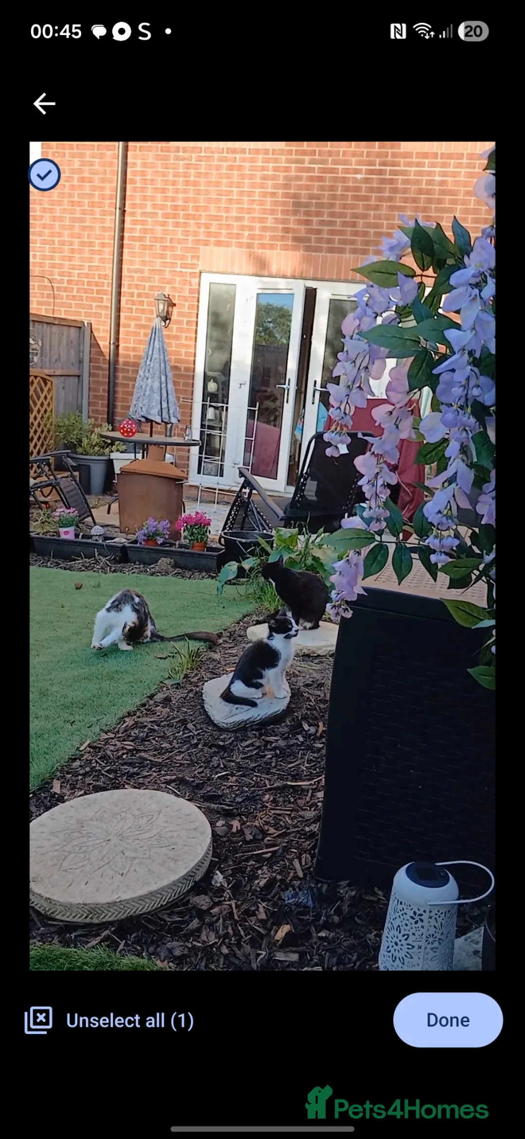 Mixed Breed cats for sale: MIXED BREED KITTENS - Advert 2