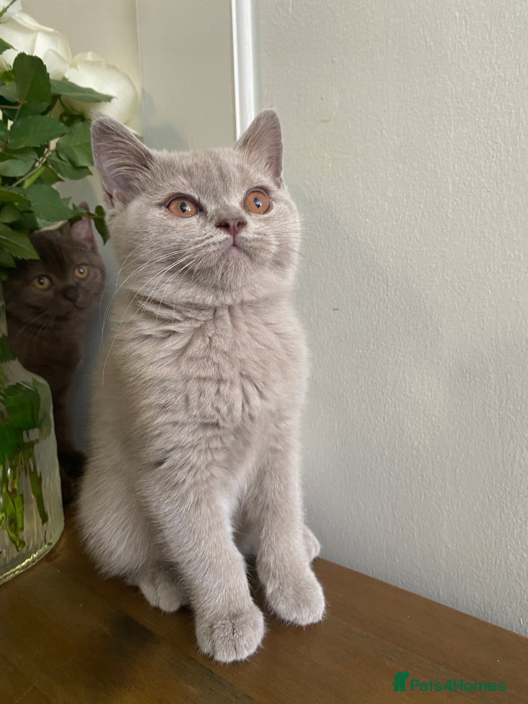 British Shorthair cats for sale: 🐾 TOP QUALLITY LILAC BSH reg GCCF purebred 🐾 - Image 14