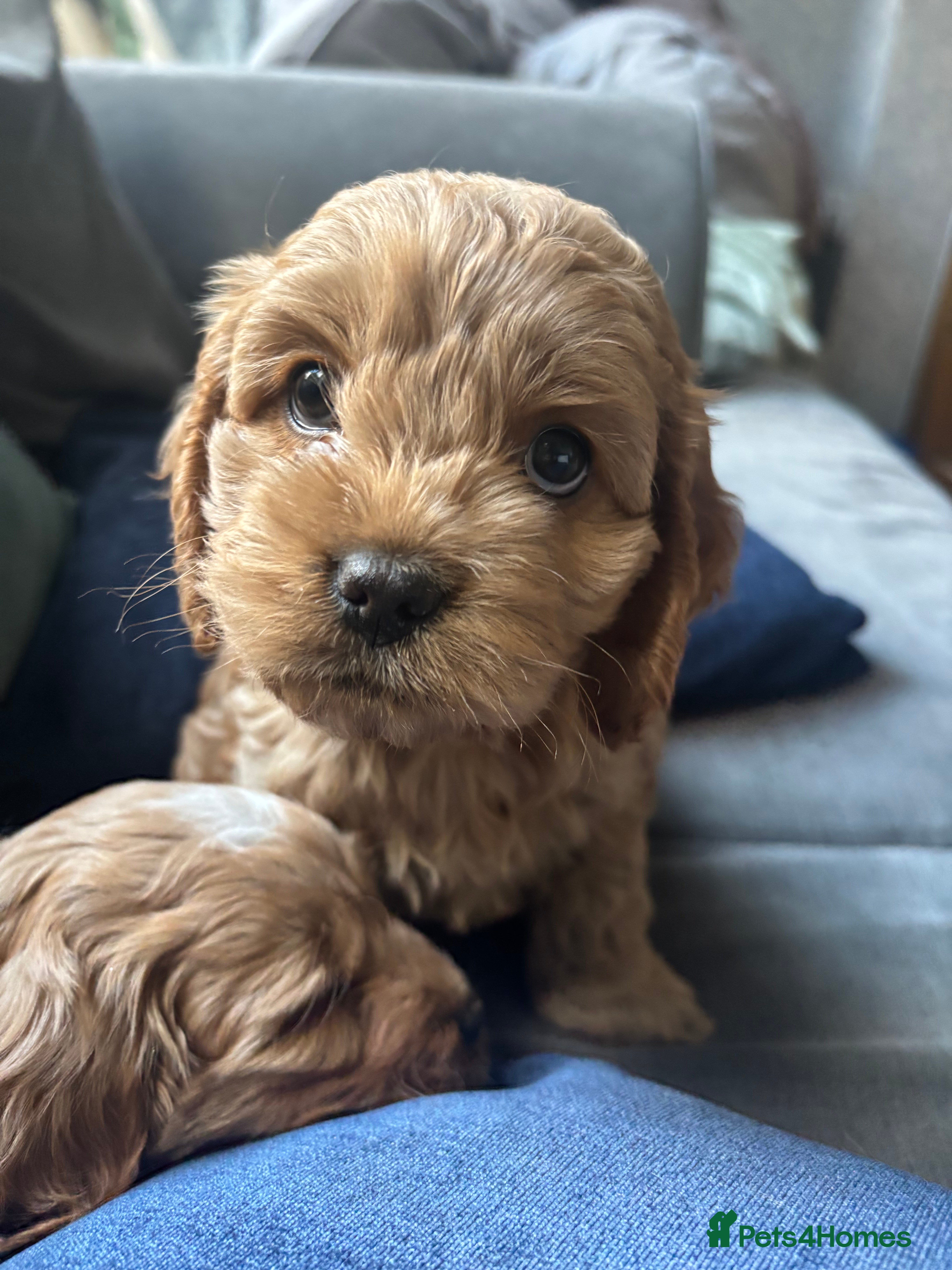 Cockapoo dogs Gorgeous Cockalier/Toy poodle pups - Advert 1