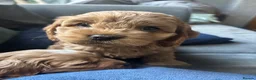 Cockapoo dogs for sale: Gorgeous Cockalier/Toy poodle pups - Advert 9